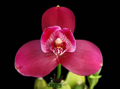 Lycaste Yi-Ying Sakura