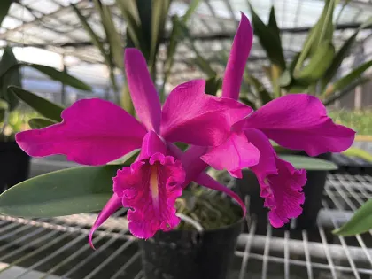 Cattleya maxima rubra 'K.S.' x self