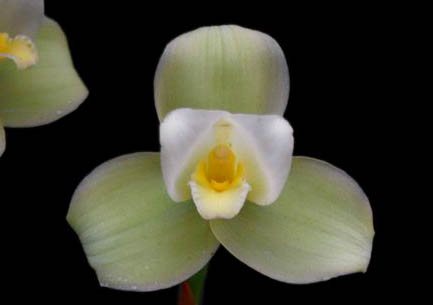 Lycaste (Geyser Gold x Shonan Harmony) x (Shonan Harmony x Aubum)