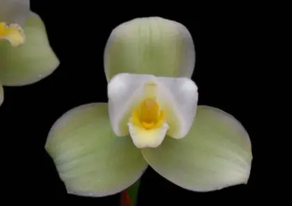 Lycaste (Geyser Gold x Shonan Harmony) x (Shonan Harmony x Aubum)