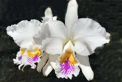 Cattleya mossiae semi-alba x sib