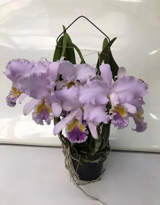 Cattleya mossiae coerulea 'Royal Blue Star' x self