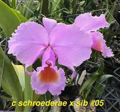Cattleya schroederae '#5' x sib
