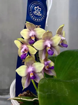 Phalaenopsis Mituo Blue Fireflies 'Purple Mist'