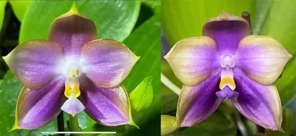 Phalaenopsis Mituo Reflex Dragon 'Blue-2' x (Mituo Samera x Mituo Blue Bear) 'Blue'
