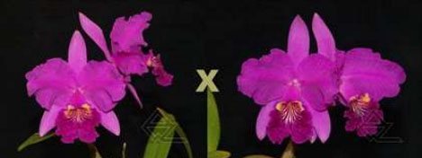 Cattleya lueddemanniana rubra x sib