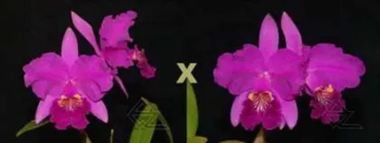 Cattleya lueddemanniana rubra x sib