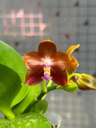 Phalaenopsis Mituo Hsien 'Golden Pumpkin'