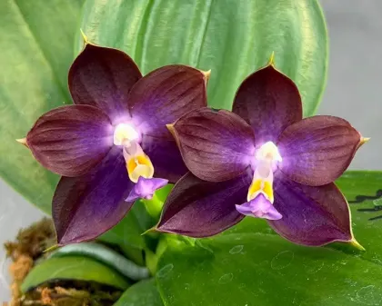 Phalaenopsis Mituo Blue Cat 'Gengar'