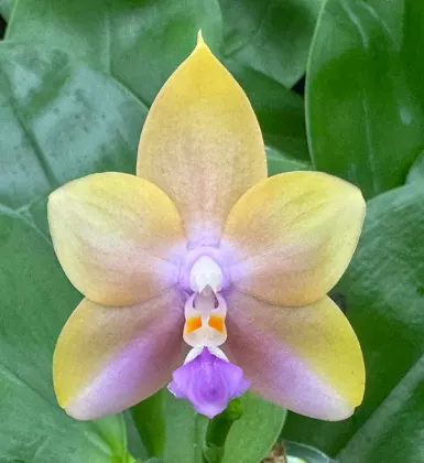 Phalaenopsis Mituo Blue Firefly 'Yellow Pearl'