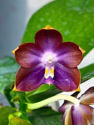 Phalaenopsis Mituo Blue Cat 'Blue Balloon'