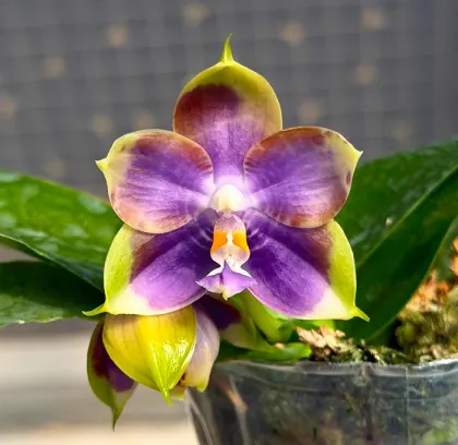 Phalaenopsis Mituo Blue Cat 'Colored Glaze'