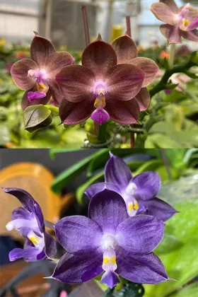 Phalaenopsis Mituo 24 Solar Terms 'Black  Angel' x Mituo Purple Dragon 'Blue Whale'