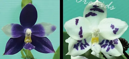 Phalaenopsis Jennifer Palermo x Lioulin Blue Peacock (3388)