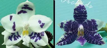 Phalaenopsis Lioulin Blue Peacock x Lioulin Blue Parrot (3385)