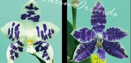 Phalaenopsis Lioulin Blue Peacock x Lioulin Blue Parrot (3370)