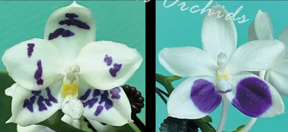 Phalaenopsis Lioulin Blue Peacock x Lioulin Blue Jenny (3394)