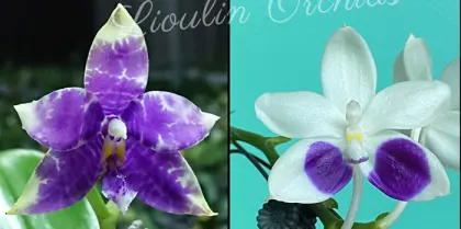 Phalaenopsis Lioulin Blue Parrot x Lioulin Blue Jenny (3393)