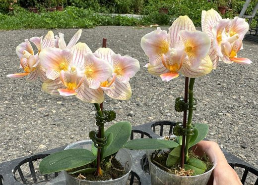 Phalaenopsis 'Monet' peloric MF566