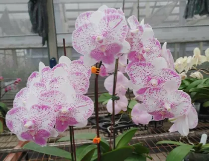 Phalaenopsis Shalu Rose x Yu Pin Fire Works