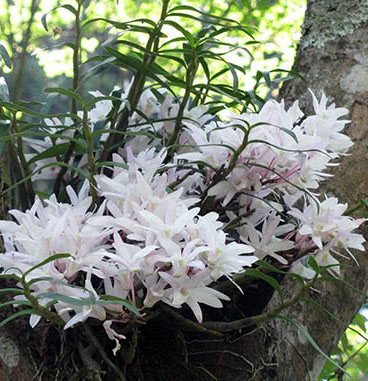 Dendrobium moniliforme