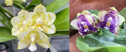 Phalaenopsis Mituo Golden Tiger 'Green Tiger' x Mituo Blue Smurfs