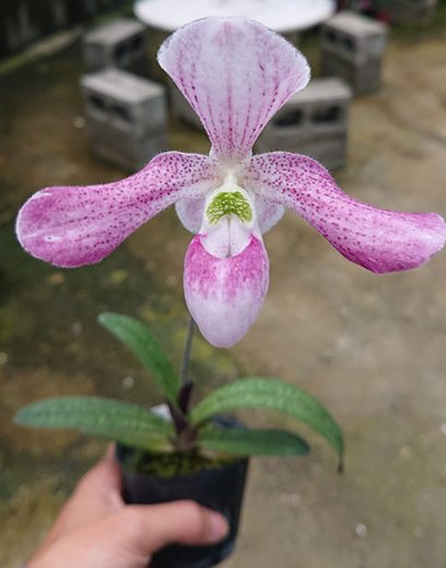 Paphiopedilum haynaldianum x bellatulum