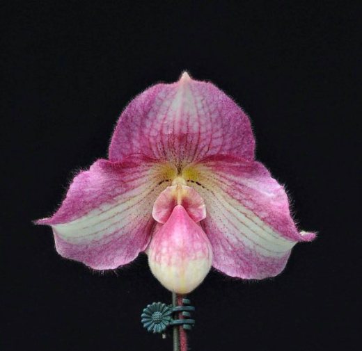 Paphiopedilum delenatii x fairrieanum