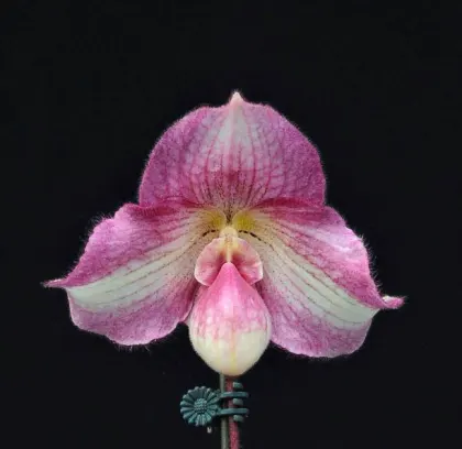 Paphiopedilum delenatii x fairrieanum