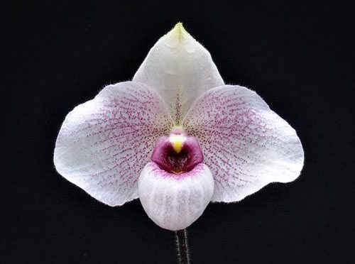 Paphiopedilum delenatii x malipoense
