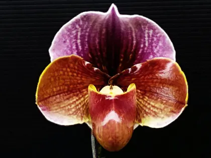 Paphiopedilum charlesworthii x Hung Sheng Red Sea