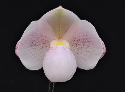 Paphiopedilum micranthum x niveum