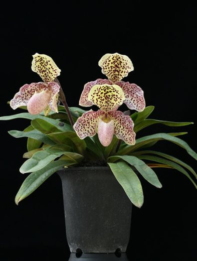 Paphiopedilum Usuzuki x henryanum