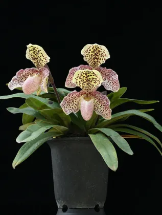 Paphiopedilum Usuzuki x henryanum
