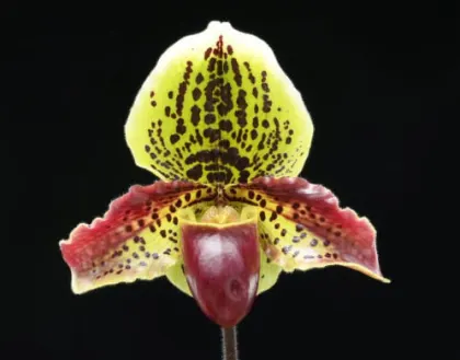 Paphiopedilum glaucophyllum x (Quennevais x Waipunga)