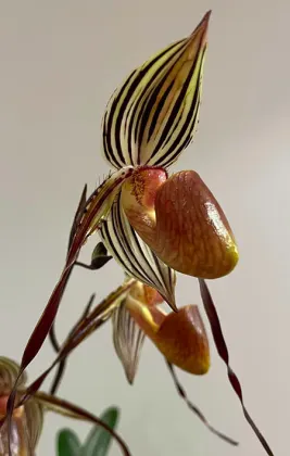 Paphiopedilum laevigatum x wilhelminae