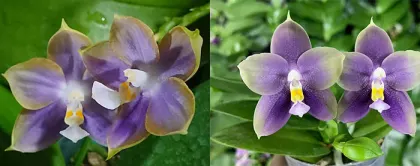 Phalaenopsis Mituo Reflex Dragon 'Blue-2' x Mituo Blue Bear 'B#1'