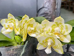Phalaenopsis Mituo Golden Tiger 'Green Tiger'
