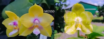 Phalaenopsis Mituo Gelb Eagle 'Oriole' x Mituo Golden Tiger 'Yellow Dragon'