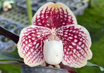 Paphiopedilum godefroyae x sib (STP#3)