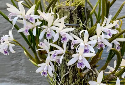 Laelia lundii coerulea