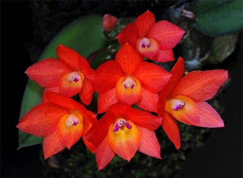 Sophronitis alagoensis