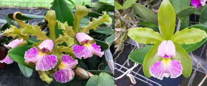 Cattleya schilleriana semi-alba '#2-2016' x schilleriana semi-alba 'Esmeralda'