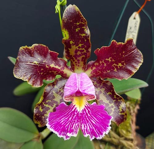 Cattleya schilleriana 'Tesouro' x 'Guarapari'