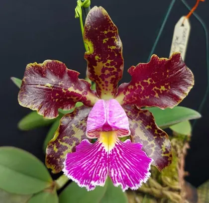 Cattleya schilleriana 'Tesouro' x 'Guarapari'