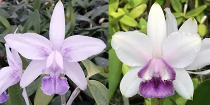 Cattleya intermedia coerulea '1099#1' x intermedia coerulea '1332#1'