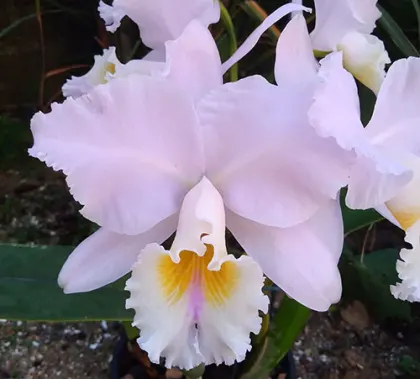 Cattleya labiata amesiana x amesiana