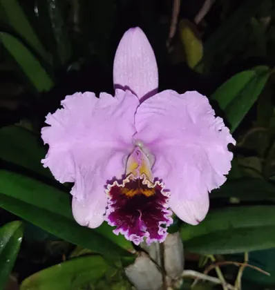 Cattleya percivaliana x sib (SP)
