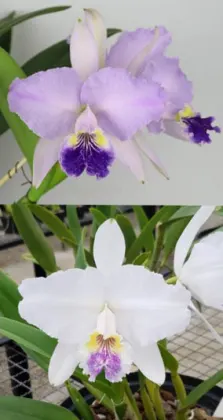 Cattleya lueddemanniana coerulea 'Dolores' x coerulea 'Cinza'