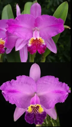 Cattleya lueddemanniana tipo flamea 'Diego' x tipo pincelada '#8'